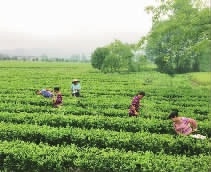湖南省康多利油脂有限公司,油茶種植生產(chǎn)加工銷售,植物油種植生產(chǎn)加工銷售 湖南省康多利油脂有限公司,油茶種植生產(chǎn)加工銷售,植物油種植生產(chǎn)加工銷售