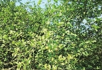 湖南省康多利油脂有限公司,油茶種植生產(chǎn)加工銷售,植物油種植生產(chǎn)加工銷售 湖南省康多利油脂有限公司,油茶種植生產(chǎn)加工銷售,植物油種植生產(chǎn)加工銷售